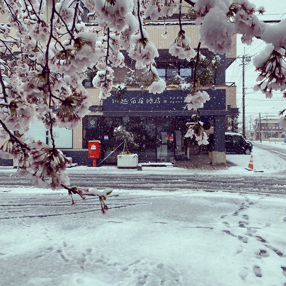 桜＆雪